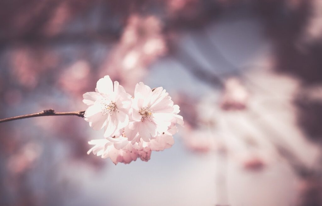 cherry blossom, flowers, branch-1326168.jpg